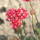Armeria ps. 'Ballerina Red' GM P9