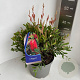 Callistemon citrinus 30-40 cm 5,0L