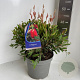 Callistemon citrinus 30-40 cm 5,0L