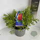 Callistemon citr. 'Red Clusters' 30-40 cm 5,0L