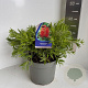 Callistemon citr. 'Red Clusters' 30-40 cm 5,0L
