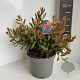 Callistemon citr. 'Splendens' 30-40 cm 5,0L