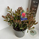 Callistemon citr. 'Splendens' 30-40 cm 5,0L