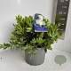 Callistemon citr. 'White Anzac' 30-40 cm 5,0L