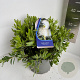 Callistemon citr. 'White Anzac' 30-40 cm 5,0L