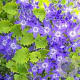 Campanula 'Dickson's Gold' GM P9