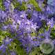 Campanula 'Dickson's Gold' GM P9