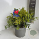 Callistemon Mini Red 30-40 cm 5,0L