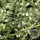 Calamintha n. 'Menthe' GM P9