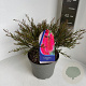 Callistemon rigidus 30-40 cm 5,0L