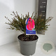 Callistemon rigidus 30-40 cm 5,0L