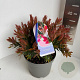 Callistemon 'Red Rocket' 30-40 cm 5,0L
