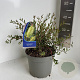Callistemon salignus 30-40 cm 5,0L
