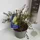 Callistemon salignus 30-40 cm 5,0L