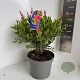 Callistemon vimin. Inferno 40-50 cm 5,0L
