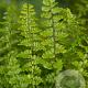 Dryopteris af. 'Pinderi' GM P9