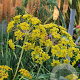 Ferula communis glauca GM P9