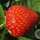 Fragaria a. 'Zanta' GM P9
