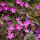 Geranium Orkney Cherry GM P9