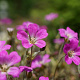 Geranium Orkney Cherry GM P9
