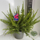 Grevillea 'Clearview David' 30-40 cm 5,0L
