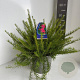 Grevillea 'Canberra Gem' 30-40 cm 5,0L