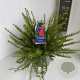Grevillea 'Canberra Gem' 30-40 cm 5,0L