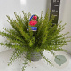 Grevillea juniperina 30-40 cm 5,0L