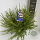 Grevillea rosmarinif. 'Jenkinsii' 30-40 cm 5,0L