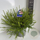Grevillea rosmarinif. 'Jenkinsii' 30-40 cm 5,0L