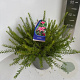 Grevillea rosmarinifolia 30-40 cm 5,0L