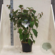 Hydrangea asp. 'Macrophylla' 60-80 cm 10L