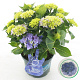 Hydrangea m. M. Coll. Blue Ballad 30-40 cm 5,0L blauw