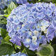 Hydrangea m. M. Coll. Blue Ballad 30-40 cm 5,0L blauw