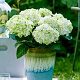 Hydrangea m. Magical Wings 30-40 cm 5,0L