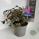 Loropetalum c. 'Daybreak's Flame 30-40 cm 5,0L
