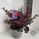 Loropetalum c. Ever Red 30-40 cm 5,0L
