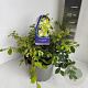 Loropetalum chinense 30-35 cm 5,0L