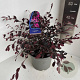 Loropetalum chinense 30-40 cm 5,0L