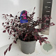 Loropetalum chinense 30-40 cm 5,0L