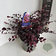 Loropetalum c. 'Plum Gorgeous' 40-50 cm 5,0L