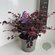 Loropetalum c. 'Plum Gorgeous' 40-50 cm 5,0L