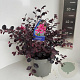 Loropetalum chinense rubrum 30-40 cm 5,0L