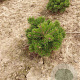 Pinus mugo 'Mops' 20-25 cm met kluit