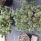 Pinus mugo 'Mops' 30-40 cm met kluit