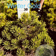 Pinus mugo 'Winter Gold' 30-40 cm met kluit