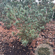 Pinus parv. 'Glauca' 100-125 cm met kluit