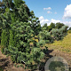 Pinus parv. 'Glauca' 60-80 cm met kluit