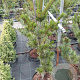 Pinus parv. 'Glauca' 80-100 cm met kluit
