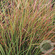 Schizachyrium sc. 'Blaze' GM P9